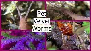 Velvet Worms Feeding Behaviors