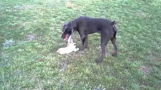 Beauty and the Beast (Jack Russell Terrier & Cane Corso Playing)