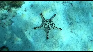 Philippines Dive 1 Pamilacan Island   East Point 12 4 25