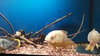 Astronotus oscar vs green tarror