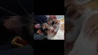 Misterios Felinos! &iquest;Qu&eacute; Piensa mi Gata?