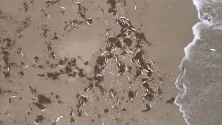 Chopper 5 video of dead fish off the coast
