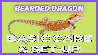 UGR -- Bearded Dragon Care Video