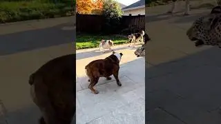 Leopard vs. Dogs: The Backyard Showdown You Won&rsquo;t Believe!