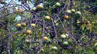 Bael tree or Aegle marmelos laden with ripe fruit or Wood Apple