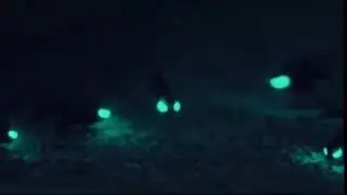 Badass Flashlight Fish