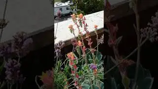 Sfinge del galio ( macroglossum stellatarium )
