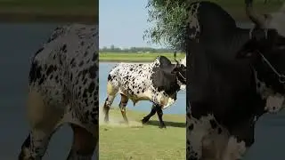 Watch the stunning Panda Bull Small Black Dots🐂 #shorts #cow #brahmanbull