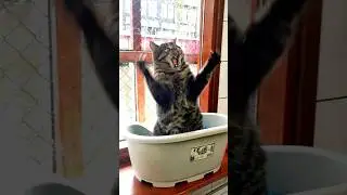 Приготовьтесь рассмеяться: самые смешные позы кошек на Земле! 😂😂. #смешныепозыкотов #кошки