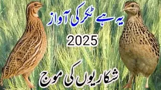 Aaj ka Bater ka shikar| Quail hunting full highlight video