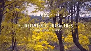 El florecimiento de los Guayacanes | Saga Nature