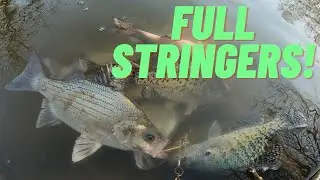 Spring Spawning White Bass in The River Kansas Fishing