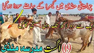 MADRASSA COW MANDI FRESH UPDATE || Sahiwal Cholistani Gay | Dairy Farming Cattle | Live Deale Don
