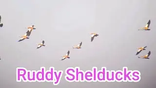 Migration in India 2026 You won't believe how many birds I saw today! 😱 
