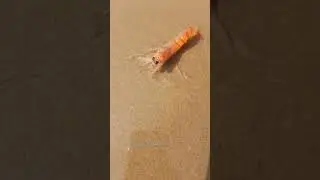 Ocean Shrimp 🦐🦞#ocean #shrimp #shorts