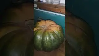 Тыква. Урожай 2023 г.
