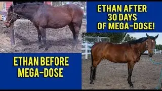 Finding The Best Supplement For My Horse - Mega-Dose Supplement For Horses Review