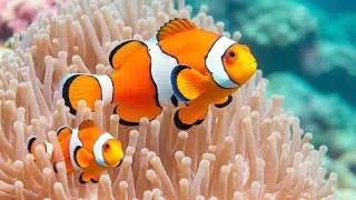 The Best 4K Aquarium 🐠 Explore the Stunning World of Sea Jellyfish and Beautiful Coral Reef Fish.#96