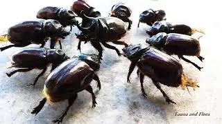 SCARAB, RHINOCEROS BEETLE (DYNASTINAE), BESOURO RINOCERONTE, All attentive to the Chief's teachings.