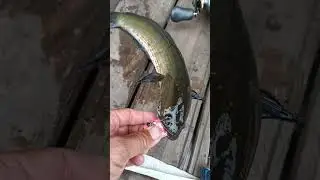 Lagi istirahat uncal sedikit langsung strike ikan gabus #anglersukis
