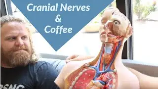How To Learn the Cranial Nerves & Coffee (Cranial Nerve Mnemonic)