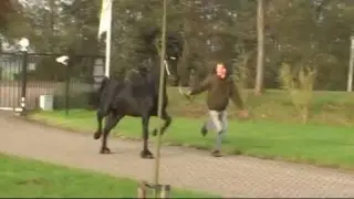 Friese hengst vader Sape