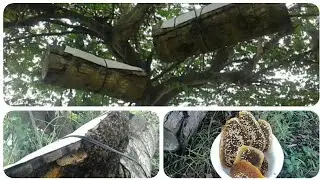 Panen madu lebah glodok dipohon talog