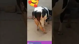 pevr hf cow28+milk rj18डेरी🐄