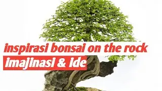 inspirasi bonsai on the rock/di atas batu