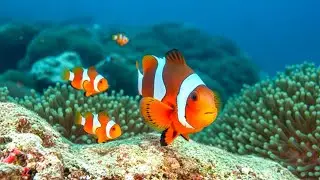 SOFT CURRENT PIANO 🌊 Aquarium Music for Gentle Focus & Emotional Calm