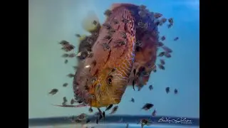 Eruption Discus Breeding