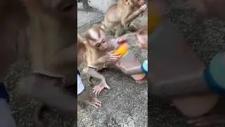 subi took the baby monkey's milk,🤨