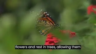 Why Do Monarch Butterflies Migrate? The Fascinating Science Behind Their Journey