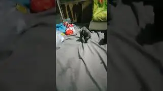 marcus toys king kong vs godzilla vs mechagodzilla