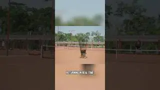 Acemate: AI Tennis Robot