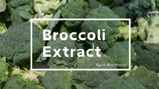 Broccoli Extract