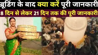 कम लागत में ज्यादा मुनाफा मुर्गी पालन व्यवसाय | After Brooding Full Details 8 to 21 Days Managment