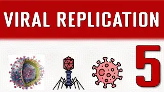Viral replication