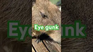 The Capybara with Eye Gunk 🦫👀 Still Adorable! #capybara  #trending #funny   #adorable