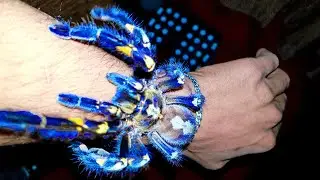 Huge blue Taranatula crawling on my Hand/Sapphire Gooty Ornamental Spider/DISCLAIMER!