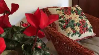Auguri di Natale alla Domus Socolatae Apartments & Suites Glamour Guest House