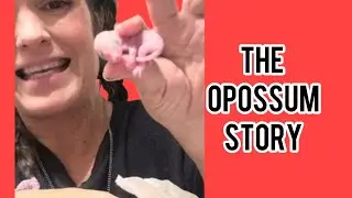 The rescued opossum story 12 babies