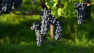 Mind Blowing Video | Grapes Farm | Doss Clickzz Studios