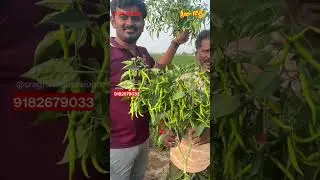 green chilli farming | mirchi crop cultivation #agriculture #farming