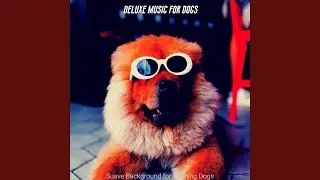 Exquisite Dogs