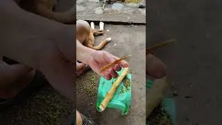 Removing cinnamon bark