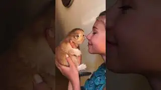 Tell me how cute this is&hellip;. #cat #catvideos #meowing #gingercat #persiancat #purrfectday