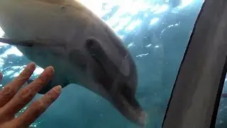 Taiji, Japan - Missy Hargraves Enters Whale Museum