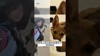 企鵝妹環島遇到浪浪急奔醫院  努力替浪浪找家模樣逼哭全網！