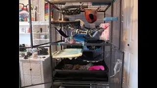 Double Critter Nation cage Clean | Sped Up | Sastisfying